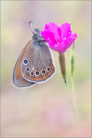 Spanisches Rotbraunes Wiesenvögelchen (Coenonympha iphioides) 12