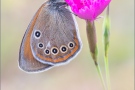 Spanisches Rotbraunes Wiesenvögelchen (Coenonympha iphioides) 12