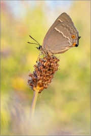 Blauer Eichenzipfelfalter (Favonius quercus) 15