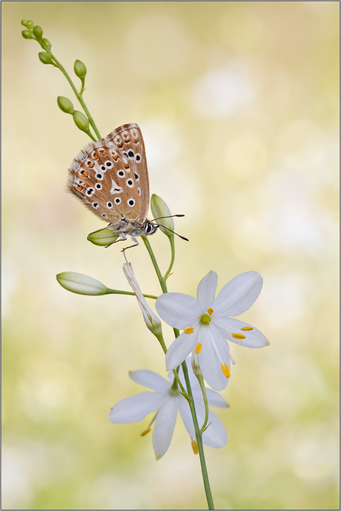 Silbergrüner Bläuling (Polyommatus Blue – Peter Chalkhill Schwarz coridon)