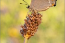 Blauer Eichenzipfelfalter (Favonius quercus) 15