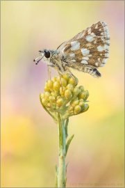 Südöstlicher Roter Würfel-Dickkopffalter (Spialia orbifer) 06