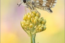 Südöstlicher Roter Würfel-Dickkopffalter (Spialia orbifer) 06