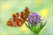 Alpenmatten-Perlmutterfalter (Boloria pales) 22