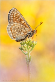 Alpiner Skabiosenscheckenfalter (Euphydryas aurinia debilis) 17