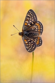 Alpiner Skabiosenscheckenfalter (Euphydryas aurinia ssp. debilis) 18