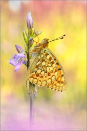 Mittlerer Perlmuttfalter (Fabriciana niobe) 17