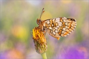 Ehrenpreis-Scheckenfalter (Melitaea aurelia) 20