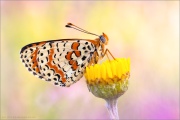 Roter Scheckenfalter (Melitaea didyma) 29