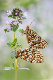 Ehrenpreis-Scheckenfalter Paarung (Melitaea aurelia) 22