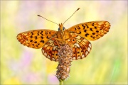 Silberfleck Perlmuttfalter (Boloria euphrosyne) 21