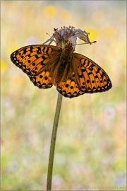 Großer Perlmuttfalter (Speyeria aglaja) 29