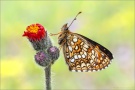 Baldrian-Scheckenfalter (Melitaea diamina) 07