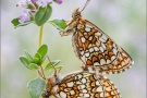 Ehrenpreis-Scheckenfalter Paarung (Melitaea aurelia) 22