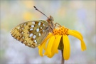 Großer Perlmuttfalter (Speyeria aglaja) 28