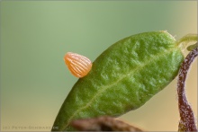 Hochmoor-Perlmuttfalter Ei (Boloria aquilonaris) 01