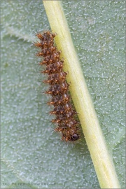 Randring-Perlmutterfalter Raupe (Boloria eunomia) 14