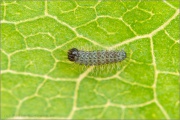 Randring-Perlmutterfalter Raupe (Boloria eunomia) 11