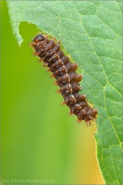 Randring-Perlmutterfalter Raupe (Boloria eunomia) 15