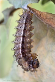 Randring-Perlmutterfalter Vor-Puppe (Boloria eunomia) 17