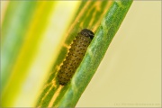 Ähnlicher Perlmutterfalter Raupe (Boloria napaea) 11