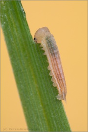 Weißbindiges Wiesenvögelchen Raupe (Coenonympha arcania) 06