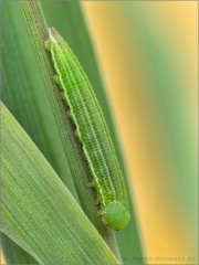 Weißbindiges Wiesenvögelchen Raupe (Coenonympha arcania) 10