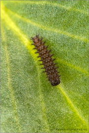 Mittlerer Perlmuttfalter Raupe (Fabriciana niobe) 18