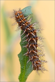 Mittlerer Perlmuttfalter Raupe (Fabriciana niobe) 22