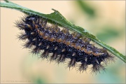 Flockenblumen Scheckenfalter Raupe (Melitaea phoebe) 22