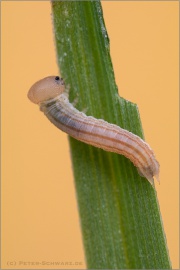 Weißbindiges Wiesenvögelchen Raupe (Coenonympha arcania) 07