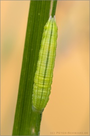 Weißbindiges Wiesenvögelchen Raupe (Coenonympha arcania) 12