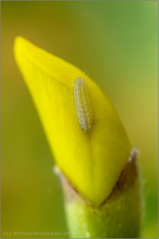 Großer Wanderbläuling Raupe (Lampides boeticus) 08