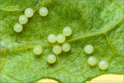 Baldrian-Scheckenfalter (Melitaea diamina) 06