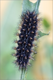 Raupe Flockenblumen Scheckenfalter (Melitaea phoebe) 21