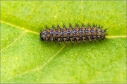 Mittlerer Perlmuttfalter Raupe (Fabriciana niobe) 19