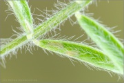 Vogelwicken-Bläuling Raupen (Polyommatus amandus) 03