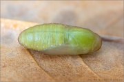 Zahnflügel-Bläuling (Polyommatus daphnis) 23