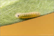 Zahnflügel-Bläuling (Polyommatus daphnis) 21