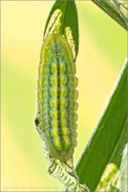 Zahnflügel-Bläuling (Polyommatus daphnis) 22