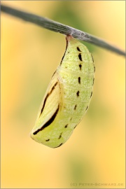 Weißbindiges Wiesenvögelchen Puppe (Coenonympha arcania) 14