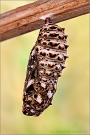 Flockenblumen Scheckenfalter Puppe  (Melitaea phoebe) 25