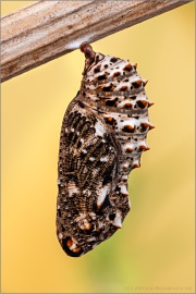 Flockenblumen Scheckenfalter Puppe  (Melitaea phoebe) 24