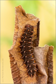 Randring-Perlmutterfalter Raupe (Boloria eunomia) 16