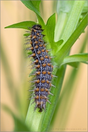 Mittlerer Perlmuttfalter Raupe (Fabriciana niobe) 21