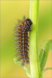 Mittlerer Perlmuttfalter Raupe (Fabriciana niobe) 20