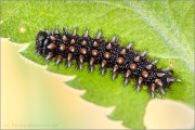 Ehrenpreis-Scheckenfalter Raupe (Melitaea aurelia) 21