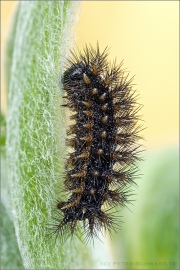 Raupe Flockenblumen Scheckenfalter (Melitaea phoebe) 20