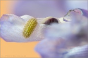 Vogelwicken-Bläuling Raupe (Polyommatus amandus) 04