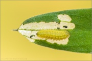 Vogelwicken-Bläuling Raupe (Polyommatus amandus) 05